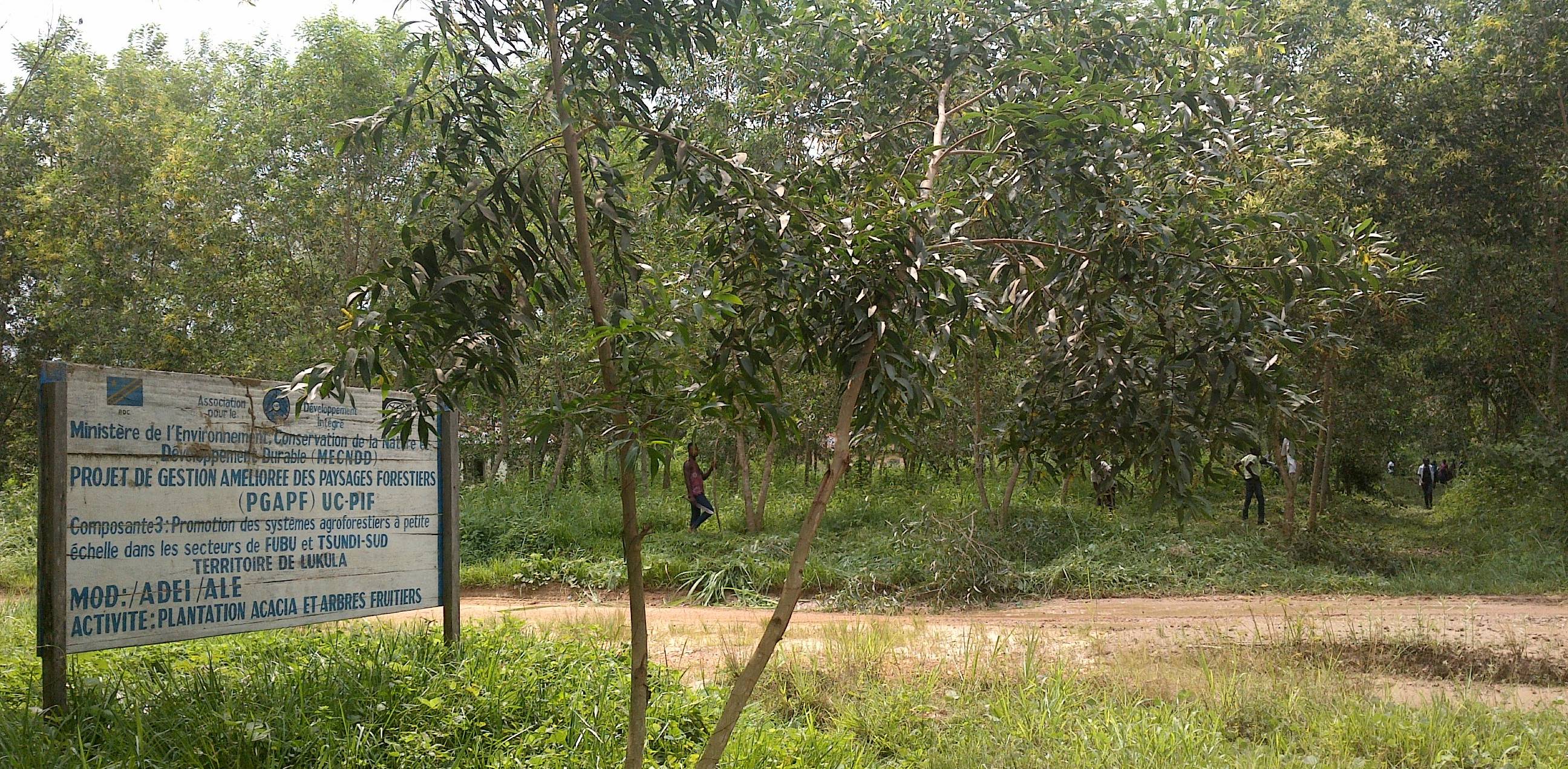 Bloc de plantation agroforestière réalisée par le projet au chef lieu du Secteur de Fubu